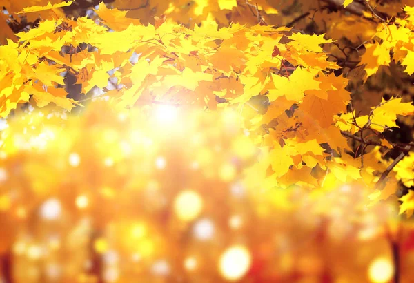 Sezon Jesienny Klon Liście Słonecznym Pięknym Tle Jesiennej Przyrody Poziomy — Zdjęcie stockowe