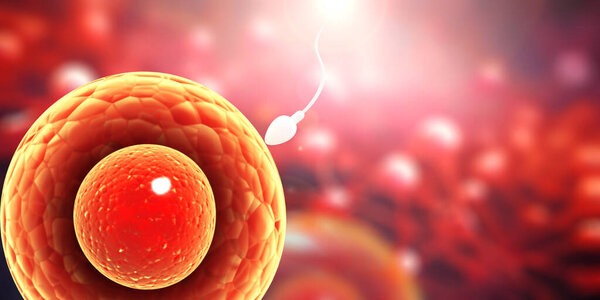 Horizontal banner with spermatozoon, floating to ovule. The moment of fertilization of an egg with a sperm. Copy space for text. 3d render