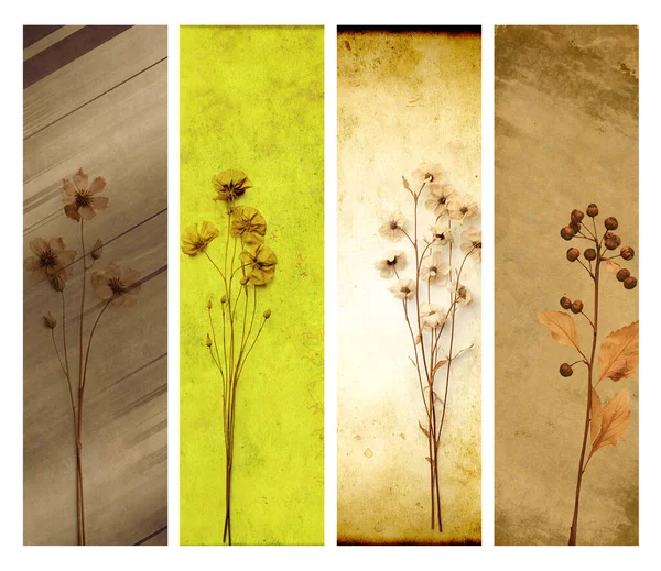 Set Vertical Banners Old Paper Texture Dry Pressed Leaves Flowers — Stock Photo, Image