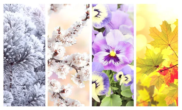 Four Seasons Year Set Vertical Nature Banners Winter Spring Summer — 스톡 사진