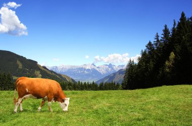 Avusturya, Tirol 'deki Alp Dağları' ndaki bir dağ çayırında inek otluyor. Güneşli bir günde Alpler 'deki yeşil çimenli ve kırmızı inekli cennet manzarası. Avrupa dağ manzarası