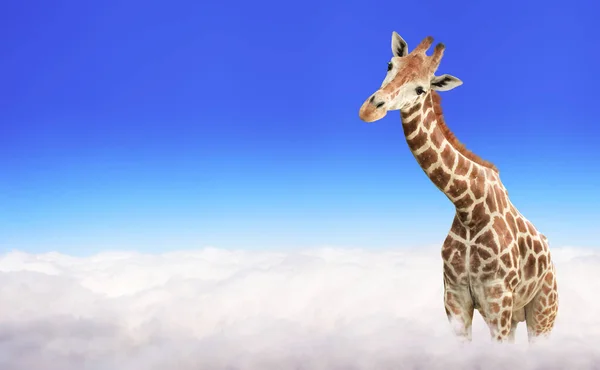 Horizontal banner with giraffe above clouds. Cute giraffe in the sky. Fantastic scene with huge giraffe coming out of the cloud. Mock up template. Copy space for text