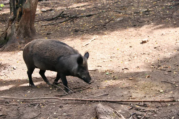 A wild boar (Sus scrofa) walking in forest. A cute female wild boar in the wild