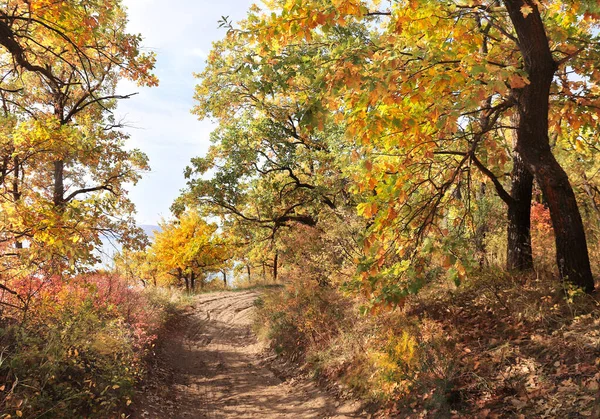 Спокойный Осенний Сезон Пейзаж Дорогой Осеннем Лесу Клен Дуб Зелеными — стоковое фото