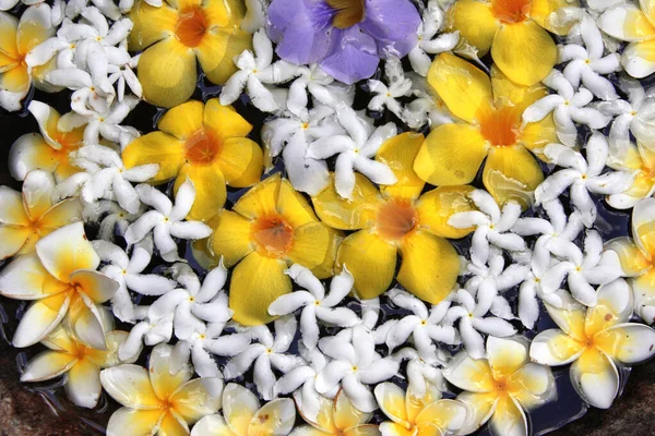 Frangipani Plumeria Fleurs Orchidées Fleurs Flottant Dans Eau Dans Bol — Photo