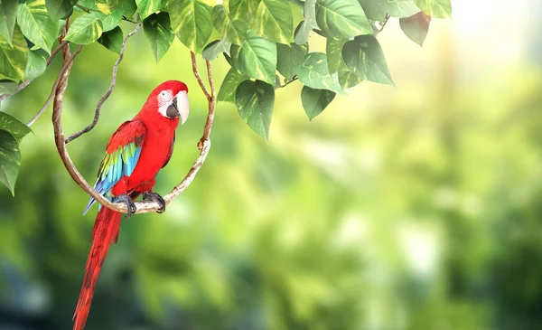 Fundo Horizontal Natureza Com Papagaio Ara Ara Macao Fica Liano — Fotografia de Stock