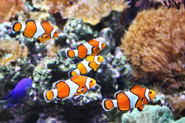 Havsanemon Och Clownfisk Marina Akvarium Koraller Vitsippor Och Tropiska Fiskar — Stockfoto