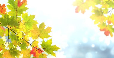 Sakin bir sonbahar sezonu. Akçaağaç yaprakları güneşli, güzel sonbahar arka planında. Kırmızı, yeşil ve sarı renkli akçaağaç yaprağıyla yatay sonbahar pankartı. Metin için alanı kopyala  