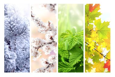 Yılın dört mevsimi. Kış, bahar, yaz ve sonbahar manzaralı dikey doğa afişleri. Mevsimsel manzaralı doğa kolajı. Metin için alanı kopyala