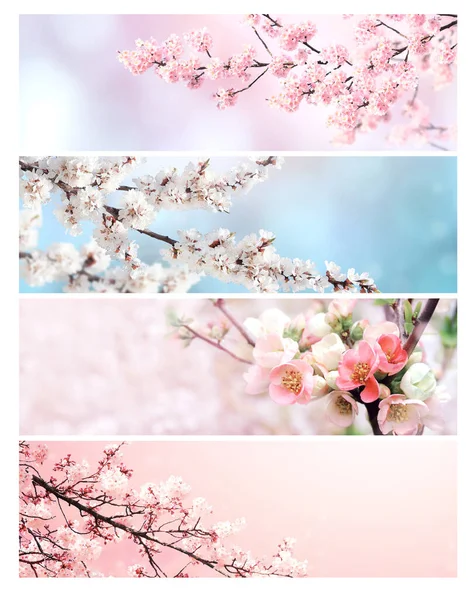 Conjunto Banner Horizontal Con Flores Sakura Colores Blanco Rosa Colección — Foto de Stock