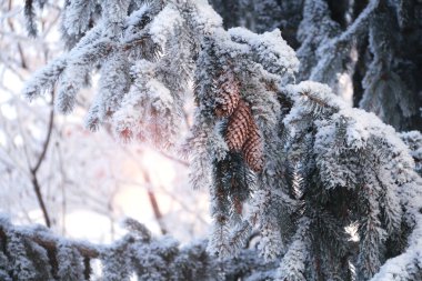 Çam ağacının dalları ve kozalaklarla kaplı yatay Noel arkaplanı. Köknar ağacının donmuş dallarıyla birlikte bayram afişi. Fotoğraf mavi tonda.