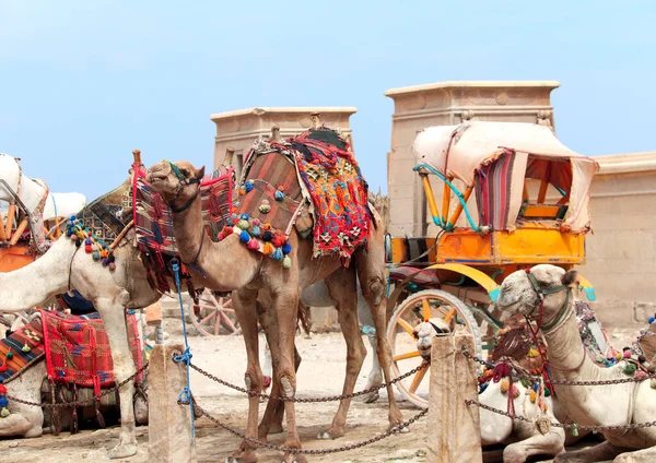 Верблюды Рядом Пирамидами Гиза Каир Египет Знаменитая Туристическая Достопримечательность Верблюжья — стоковое фото