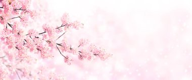 Güneşli arka planda pembe renkli sakura çiçekleriyle yatay afiş. Çiçek açan bir sakura dalıyla güzel bir bahar arkaplanı. Metin için alanı kopyala
