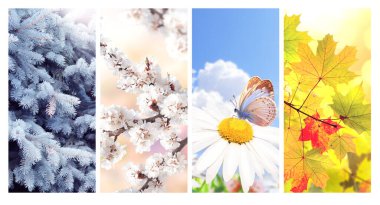 Yılın dört mevsimi. Kış, bahar, yaz ve sonbahar manzaralı dikey doğa afişleri. Mevsimsel manzaralı doğa kolajı. Metin için alanı kopyala