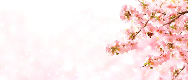 Horizontal Banner Japanese Quince Flowers Chaenomeles Japonica Pink Color Sunny — Stock Photo, Image