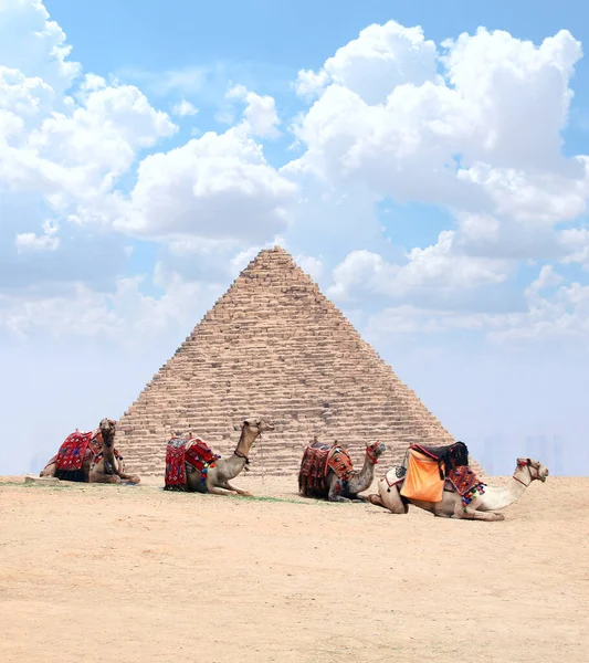 Camels Στηρίζεται Στην Άμμο Κοντά Στην Πυραμίδα Γκίζα Κάιρο Αίγυπτος — Φωτογραφία Αρχείου
