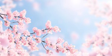 Güneşli arka planda pembe renkli sakura çiçekleriyle yatay afiş. Çiçek açan bir sakura dalıyla güzel bir bahar arkaplanı. Japonya 'da Sakura çiçek açma mevsimi