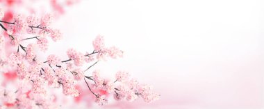 Güneşli arka planda pembe renkli sakura çiçekleriyle yatay afiş. Çiçek açan bir sakura dalıyla güzel bir bahar arkaplanı. Japonya 'da Sakura çiçek açma mevsimi