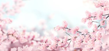 Güneşli arka planda pembe renkli sakura çiçekleriyle yatay afiş. Çiçek açan bir sakura dalıyla güzel bir bahar arkaplanı. Japonya 'da Sakura çiçek açma mevsimi