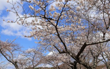 Çiçek açan Sakura 'nın beyaz çiçekli dalı. Japon Hanami Festivali - insanların sakura çiçeklerinin tadını çıkardıkları zaman. Japonya 'da kiraz çiçeği mevsimi