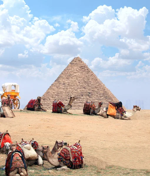 Kamelen Die Rusten Het Zand Buurt Van Piramide Gizeh Caïro — Stockfoto