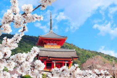 Kiyomizu-dera Temple (Clean Water Temple) and pink sakura flowers. Spring time in Kyoto, Japan. Sakura blossom season. Japanese hanami festival. Cherry blooming season in Asia