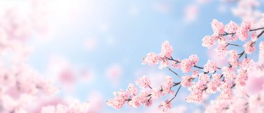 Güneşli arka planda pembe renkli sakura çiçekleriyle yatay afiş. Çiçek açan bir sakura dalıyla güzel bir bahar arkaplanı. Japonya 'da Sakura çiçek açma mevsimi