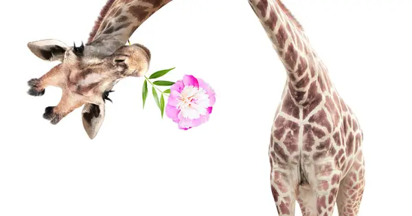 长颈鹿的脸倒挂着 奇形怪状的长颈鹿 头顶上有花冠窥视 给你的概念 有趣的长颈鹿嘴里衔着花因白人背景而被隔离 — 图库照片