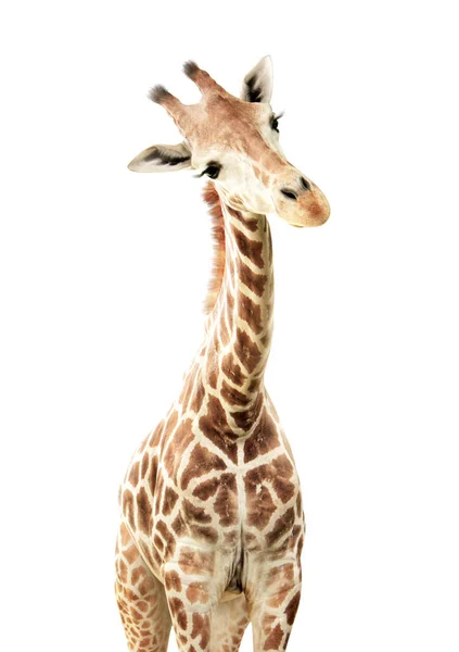 Girafa Curiosidade Gira Girafa Parece Interessada Animais Olham Curiosamente Isolado — Fotografia de Stock