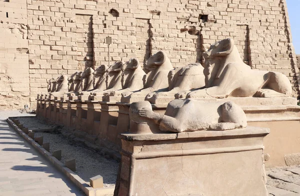 Famous Alley Sphinxes Ram Heads Karnak Temple Luxor Alley Ram — Stock Photo, Image