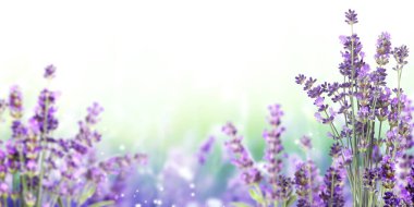 Güneşli, güzel bahar arka planında mor lavanta çiçekleri. Leylak renginde taze lavandula çiçekli yaz sahnesi. Çiçek açan lavanta tarlası. Yatay bahar afişi. Metin için alanı kopyala
