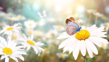 Papatya çayır çiçekleri güneşli bahar arka planında. Kelebek ve papatya çiçekli güneş ışığı manzarası. Yakın çekim ya da makro. Yumuşak odaklı resim gibi bir fotoğraf.