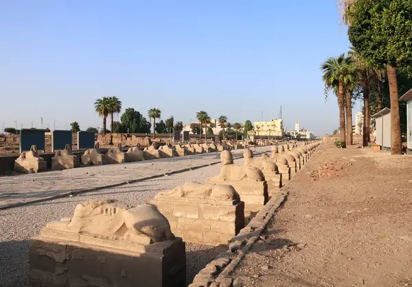 Διάσημο Ορόσημο Avenue Sphinxes Στο Λούξορ Αίγυπτος Βόρεια Αφρική Sphinx — Φωτογραφία Αρχείου
