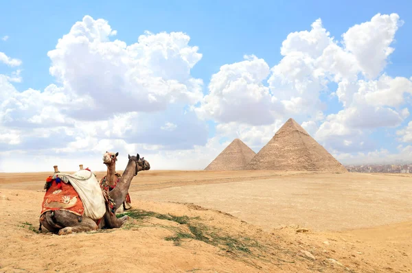 Kamelen Een Kleurrijke Paard Kleding Rusten Het Zand Buurt Van — Stockfoto