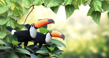 Yağmur ormanlarındaki bir dalda iki güzel renkli tukan kuşunun (Ramphastidae) olduğu yatay bir bayrak. Bir çift Toucan kuşu ve güneşli arka planda tropikal bitki yaprakları. Metin için alanı kopyala