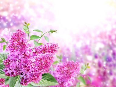 Güneşli, güzel bahar arka planında bir dal leylak. Sıradan leylak dallı (şırınga vulgaris) ve mor renkli çiçeklerle geçen yaz sahnesi. Çiçekli yatay bahar afişi. Metin için alanı kopyala  