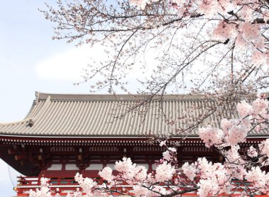 Eski pavyonun döşeme çatısı ve sakura çiçekleri, Japonya, Asya. Geleneksel Japon Hanami Festivali. Japonya 'da bahar kiraz çiçeği mevsimi