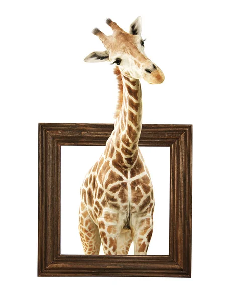 Cute Curiosity Giraffe Giraffe Looks Interested African Animal Stares Interestedly — Stock Photo, Image