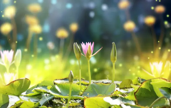 Horizontal banner with blossoming lotus flower on sunny nature spring background. Summer scene with lily flower in rays of sunlight. Close-up or macro. A picturesque colorful photo with a soft focus