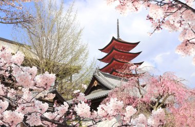 Goju-no-to pagoda (Beş katlı pagoda), Itsukushima türbesi. Japonya, Hiroşima 'daki Miyajima Adası' nda Sakura çiçeği mevsimi. Geleneksel Japon Hanami Festivali. Asya 'da bahar kiraz çiçeği mevsimi