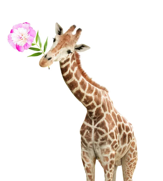 Das Gesicht Der Giraffe Hängt Kopfüber Neugierige Giraffe Mit Blüten — Stockfoto