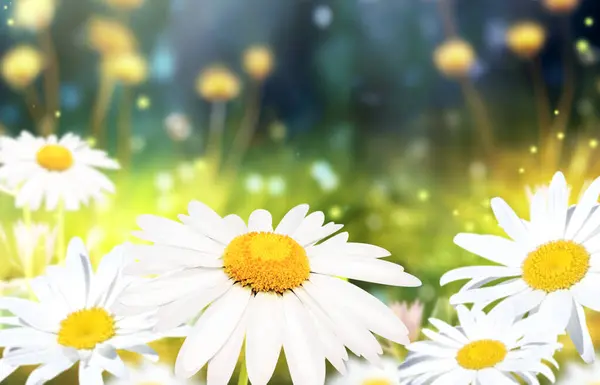Wild Flowers Chamomile Meadow Sunny Nature Spring Background Summer Scene — Stock Photo, Image
