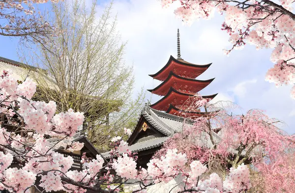 Goju-no-to pagoda (Beş katlı pagoda), Itsukushima türbesi. Japonya, Hiroşima 'daki Miyajima Adası' nda Sakura çiçeği mevsimi. Geleneksel Japon Hanami Festivali. Asya 'da bahar kiraz çiçeği mevsimi