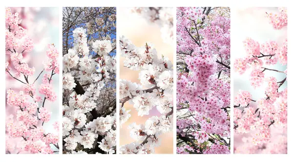 Set of vertical banner with sakura flowers of white and pink colors. Collection of beautiful nature spring background with a branch of blooming sakura. Hanami time in Japan. Copy space for text