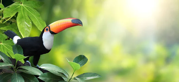 Horizontal Banner Beautiful Colorful Toucan Bird Ramphastidae Branch Rainforest Toucan — Stock Photo, Image