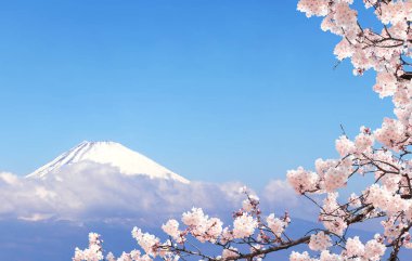 Güzel Fuji Dağı (Fujiyama) bulutlarda ve çiçek açan sakura dalında pembe çiçeklerle, Japonya. Mavi gökyüzü arka planında. Komagatake Dağı 'ndan görüntüle 