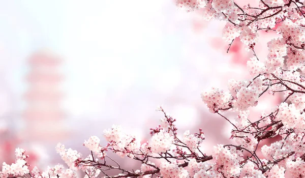 Horizontal Banner Sakura Flowers Pink Color Ancient Pagoda Sunny Misty — Stock Photo, Image