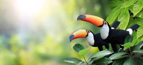 Horizontal Banner Two Beautiful Colorful Toucan Birds Ramphastidae Branch Rainforest — Stock Photo, Image