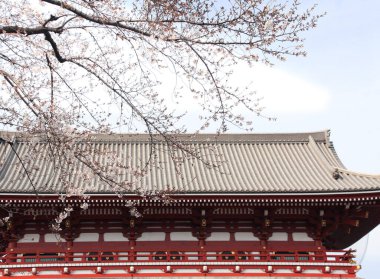 Eski pavyonun döşeme çatısı ve sakura çiçekleri, Japonya, Asya. Geleneksel Japon Hanami Festivali. Japonya 'da bahar kiraz çiçeği mevsimi