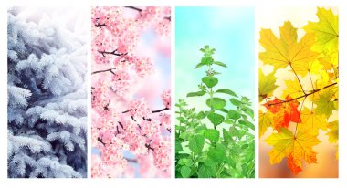 Yılın dört mevsimi. Kış, bahar, yaz ve sonbahar manzaralı dikey doğa afişleri. Mevsimsel manzaralı doğa kolajı. Metin için alanı kopyala